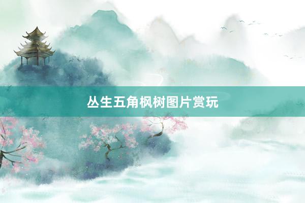 丛生五角枫树图片赏玩